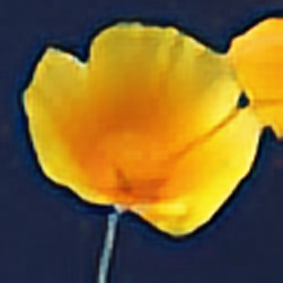 Poppy enlarged four times with Focus Magic Increase Resolution