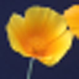 Poppy enlarged with Photoshop Bicubic